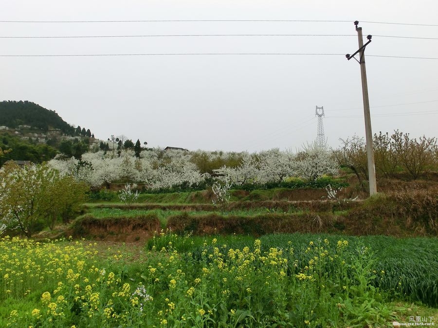 罗江有座花果山(金凤村:袁家坪)