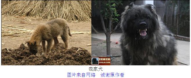 七绝丧家犬