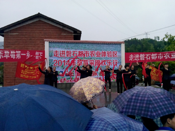 走进磐石都市农业体验区·2014草莓采摘欢乐行在雨中启幕 今日达州