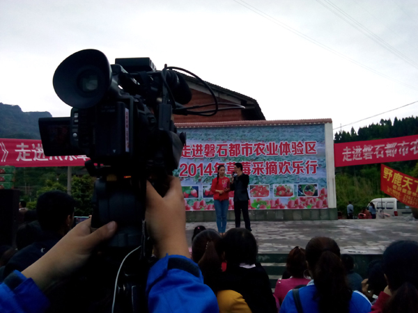 走进磐石都市农业体验区·2014草莓采摘欢乐行在雨中启幕 今日达州