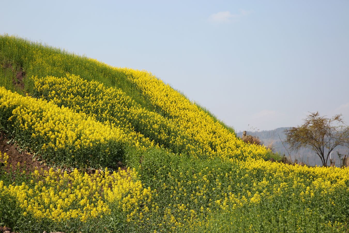 阳春三月感受普光罗家坝油菜花海