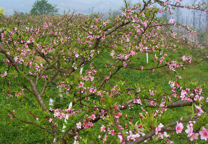 桃花艳三月伊人聚寨峰2015年大竹庙坝桃花节游记