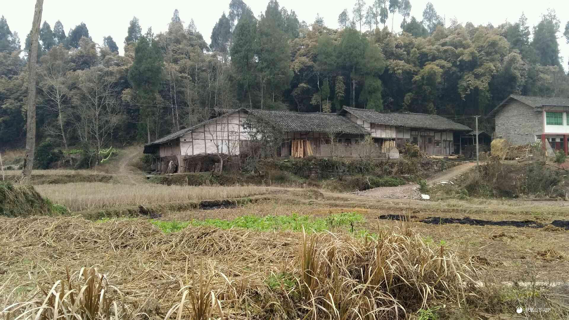 通川区江陵镇新溪 - 今日达州 - 凤凰山下 - www.dz19