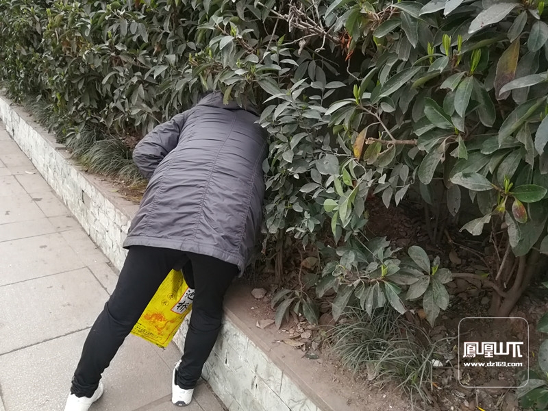 头钻小树林 难道捡金银?