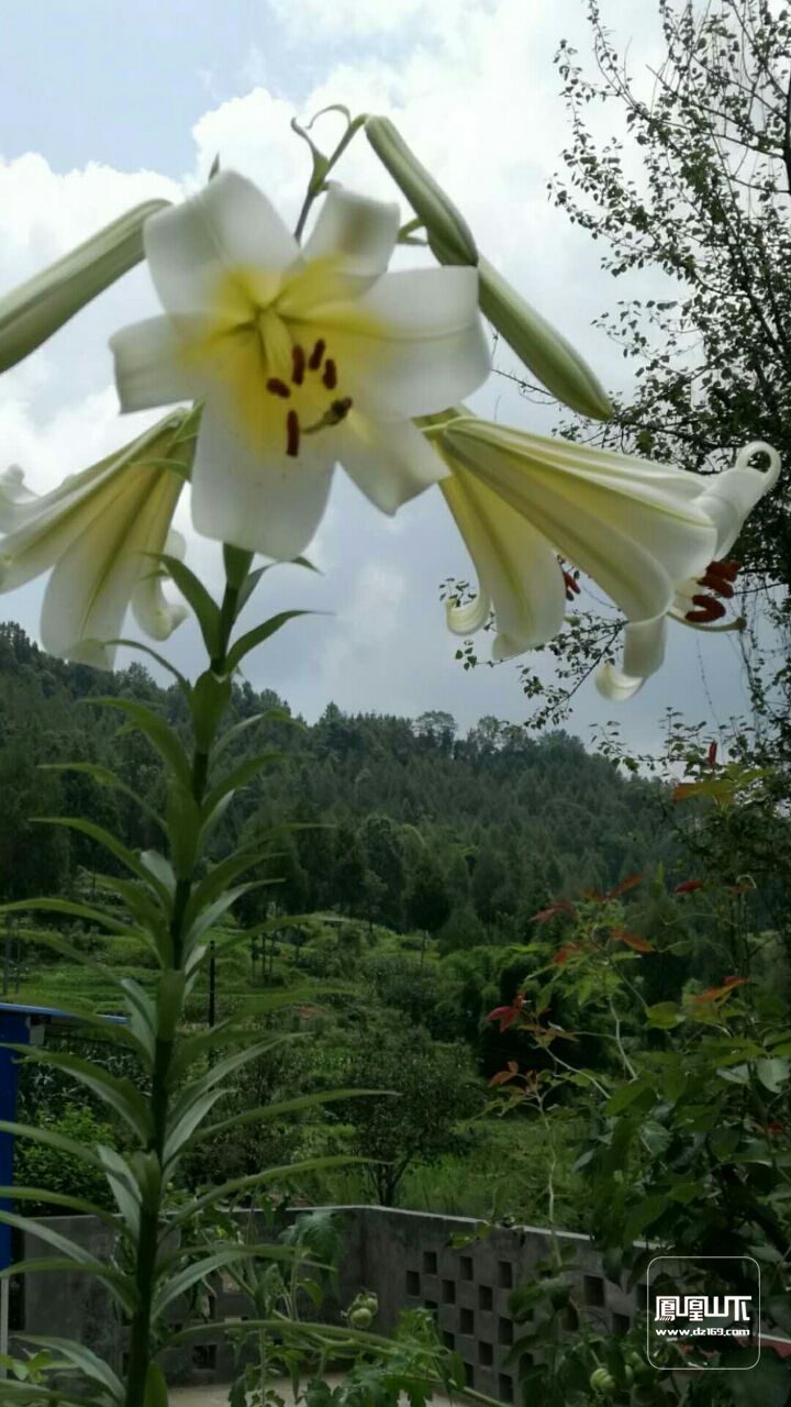 赞百合花文/金色浪君百合身高洁,贫居爱名节.花开散