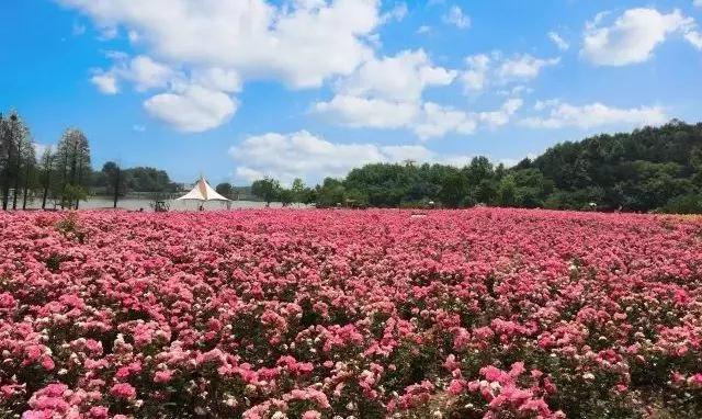 万众期待的 成都山玫瑰谷 2018年机器人暨首届音乐节 9月22日到10月