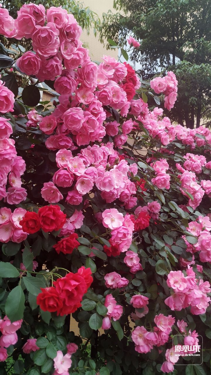 路边月季花!