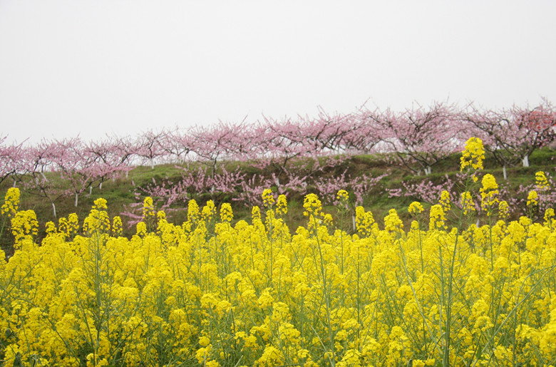 庙坝桃花源图片