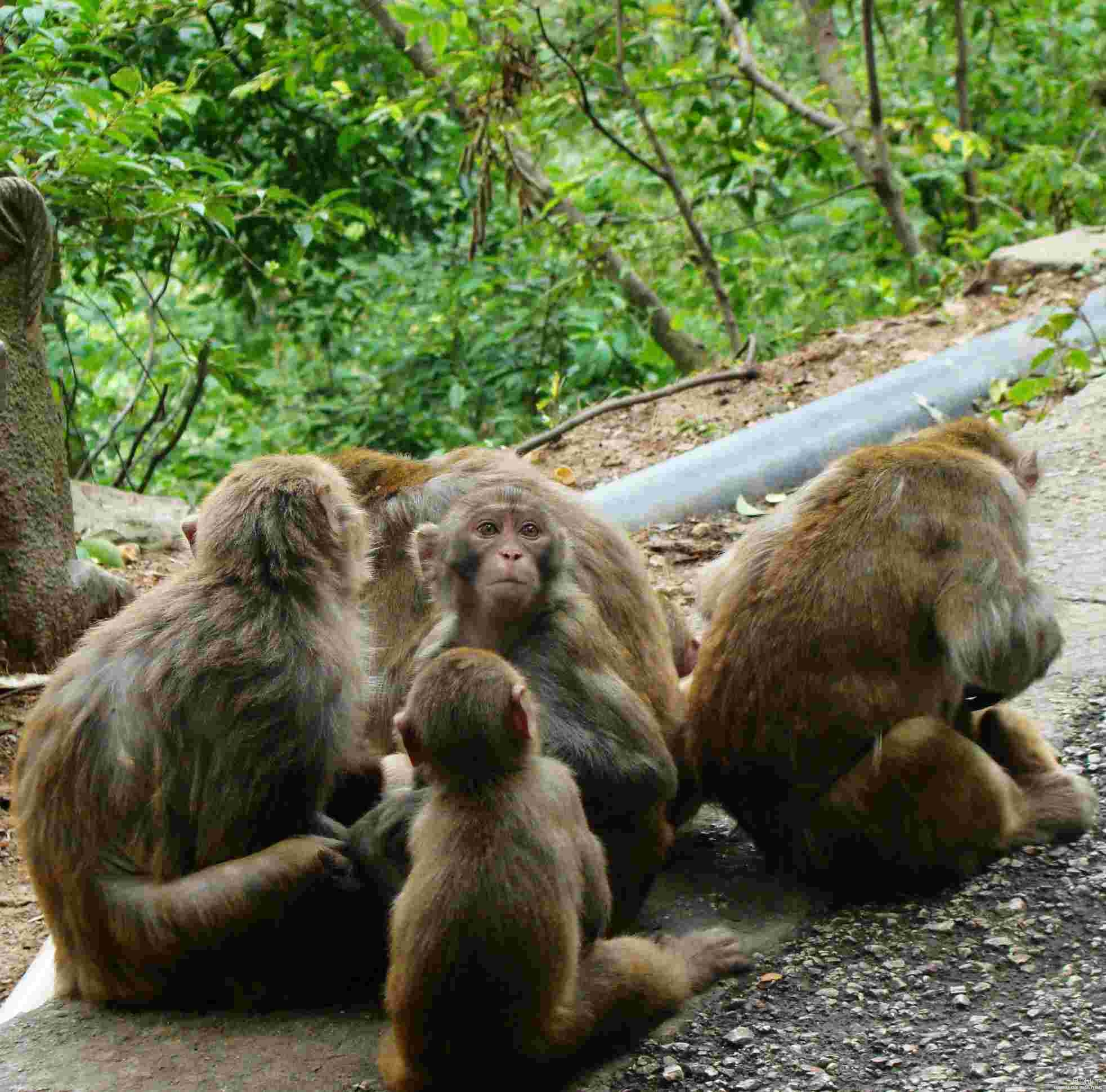 黔灵山的猴群