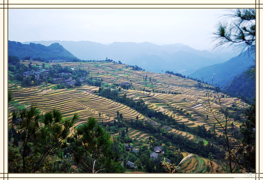 绵阳金山村图片