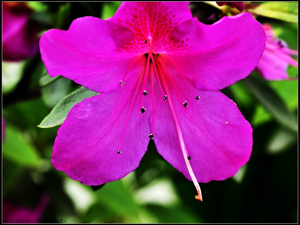紫色杜鹃花 