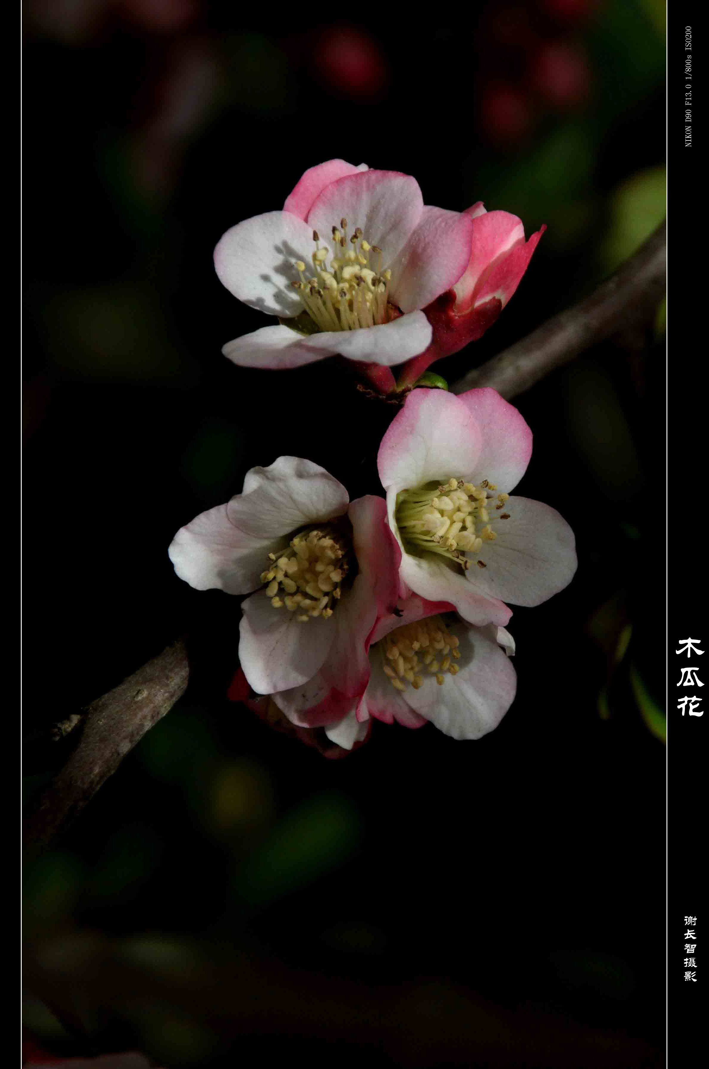 木瓜花