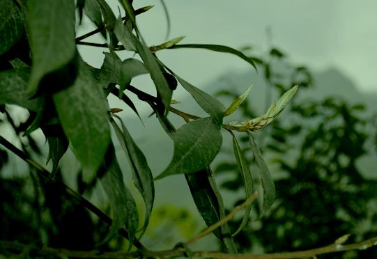 老荫茶—达州人的原生态饮料