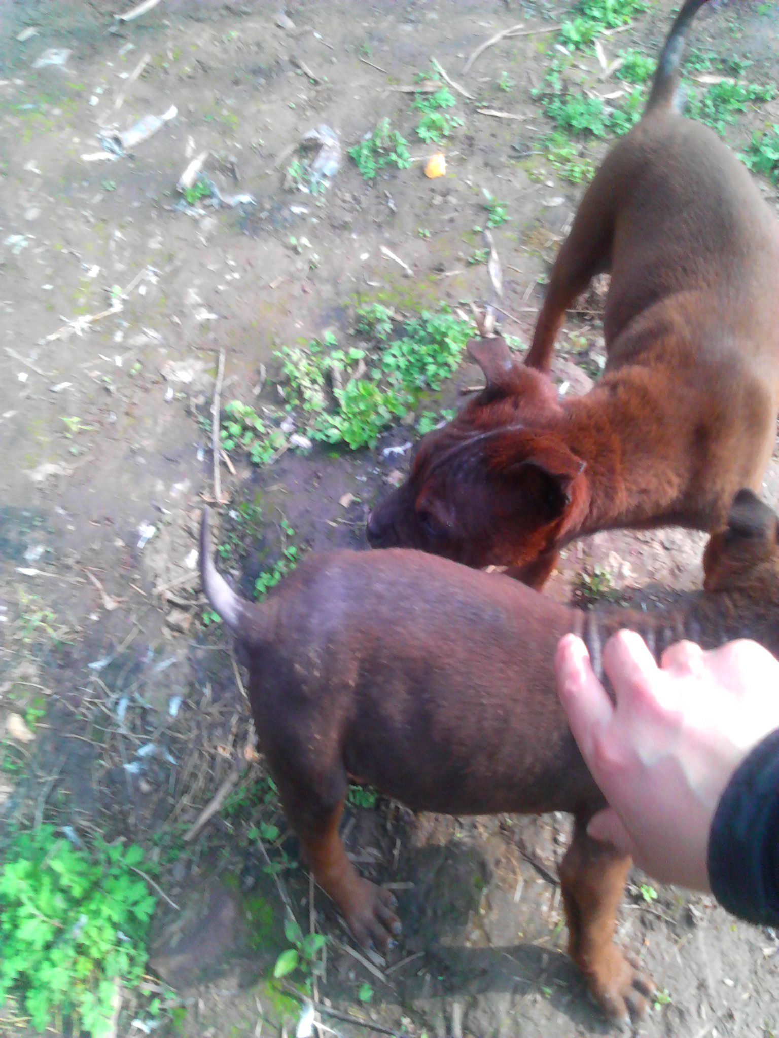 小川東獵犬出售