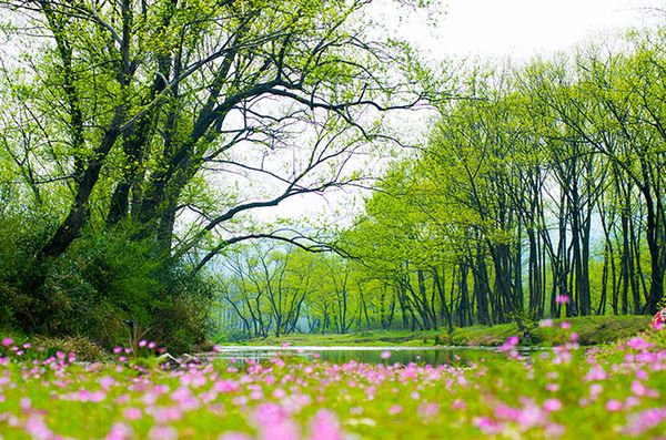 抓住春天的尾巴~ 沉浸於這片春天的楓楊樹林裡,嗅著陽光暖暖的