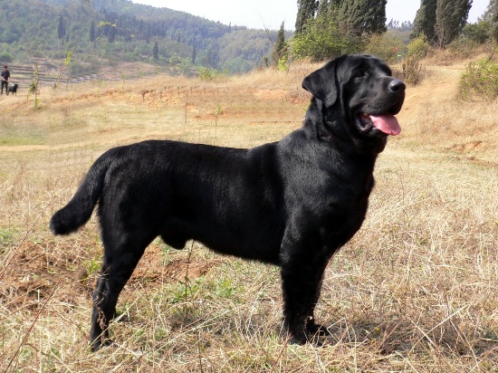 拉布拉多纯黑色公犬 纯种犬 配种