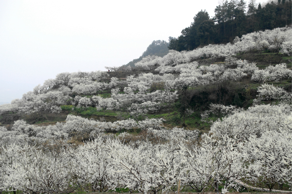 3月春光无处不在北外田家塝看李花去