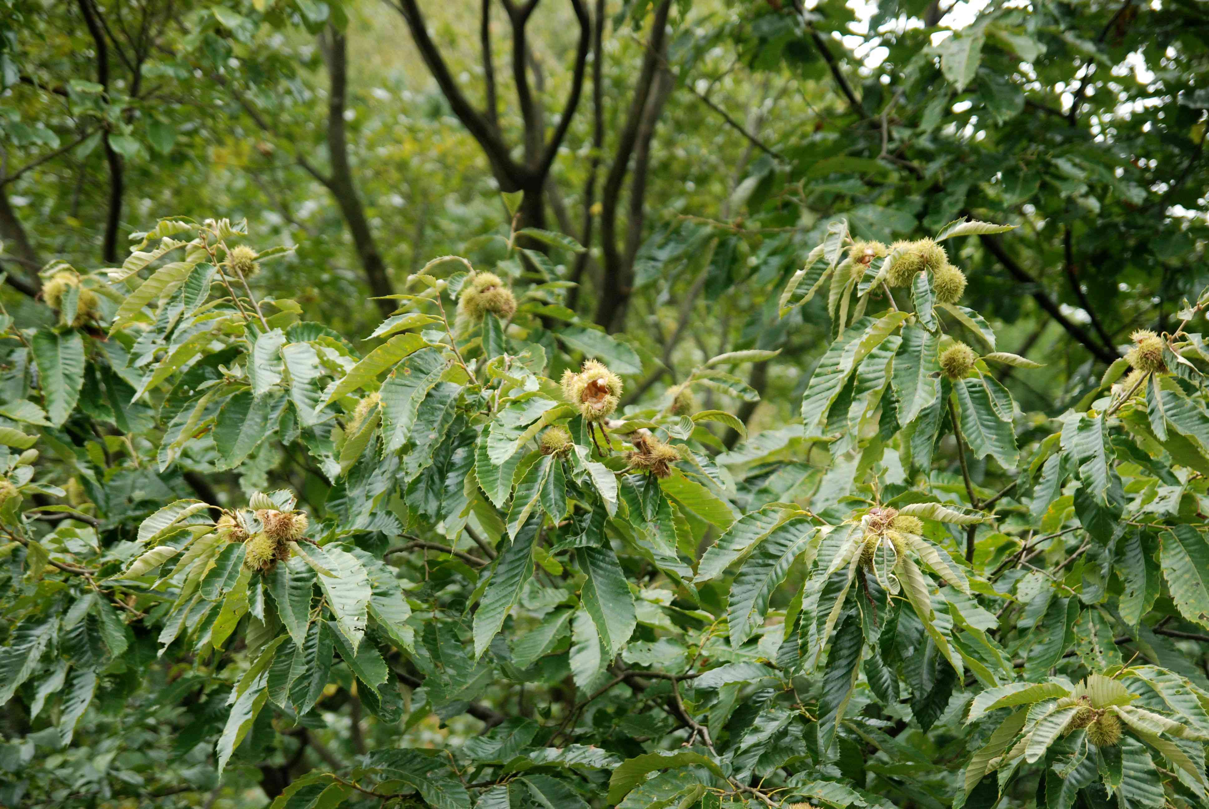 十月深山行,萬源深山老林土蜂蜜,野生板栗,野山菌