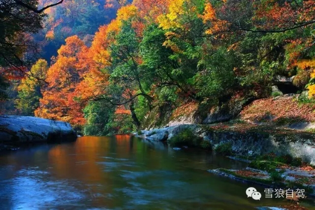 週末兩天,米倉山看紅葉紅滿天-兩日賞秋自駕 - 遊