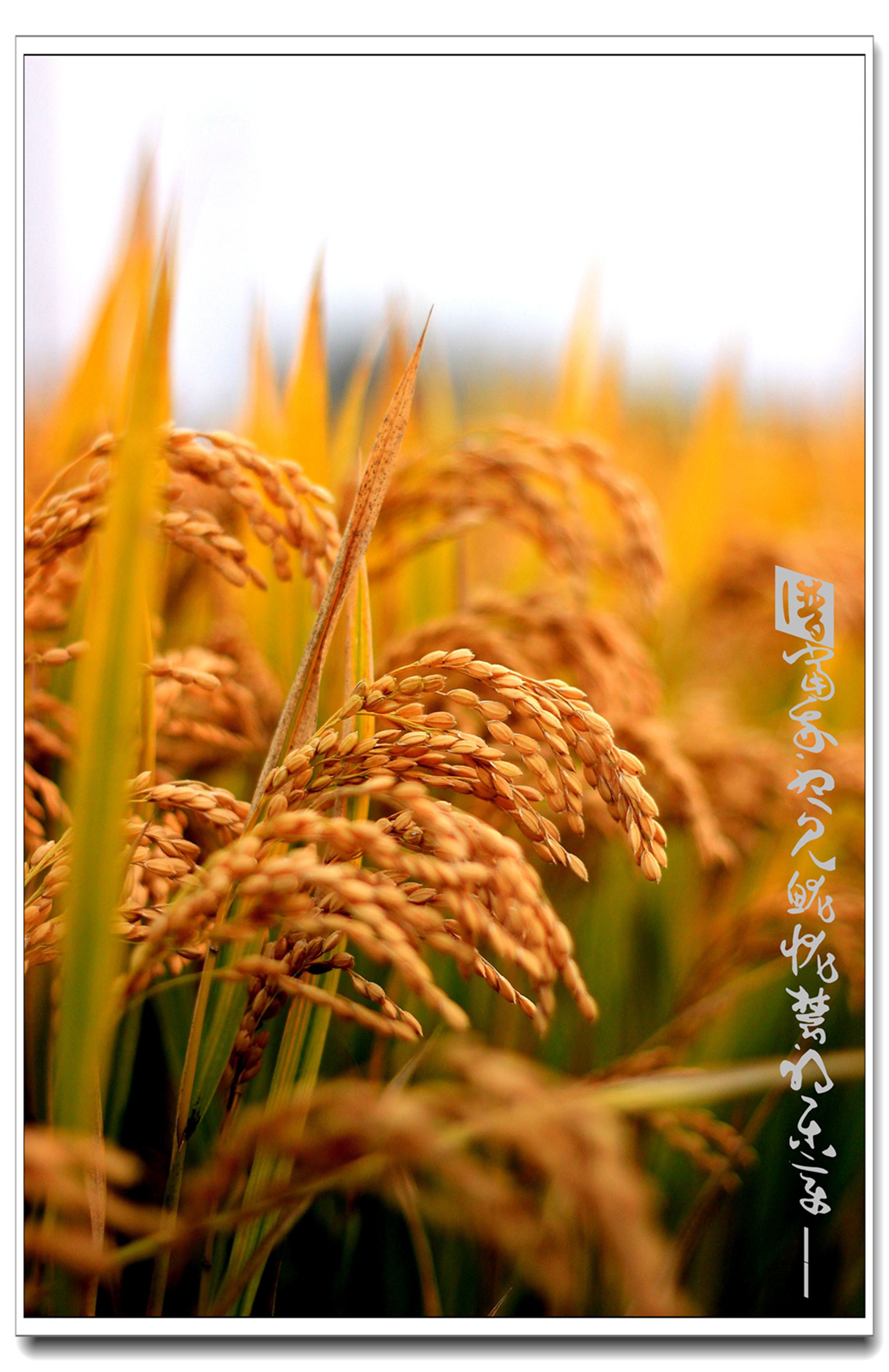 水稻图片摄影作品图片
