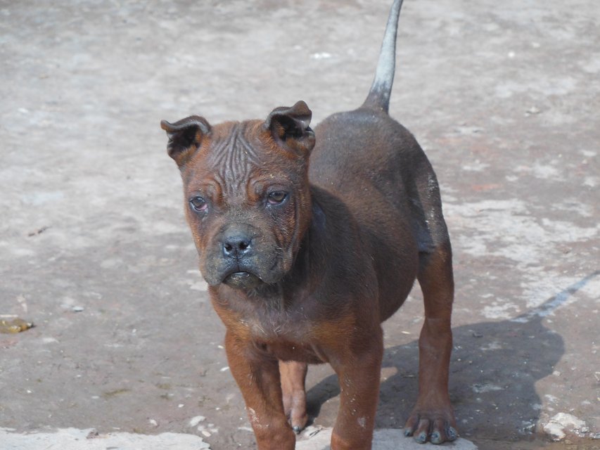 出售川东小猎犬