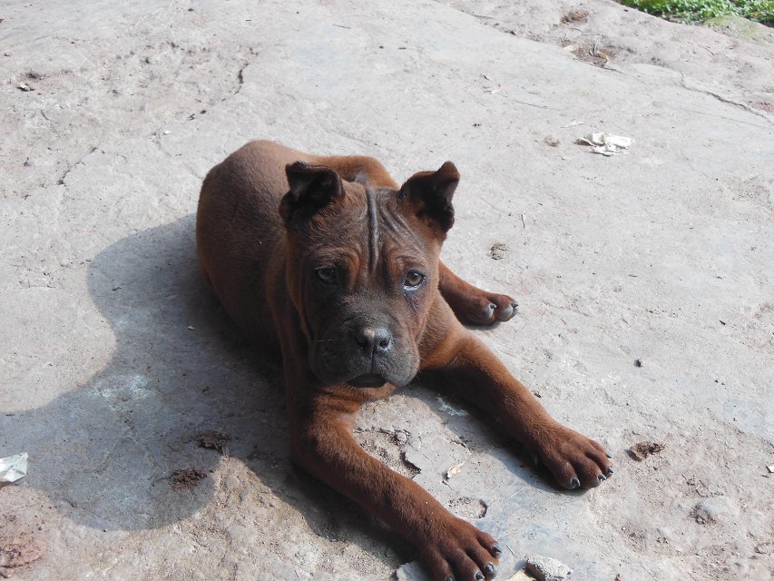 出售川东小猎犬