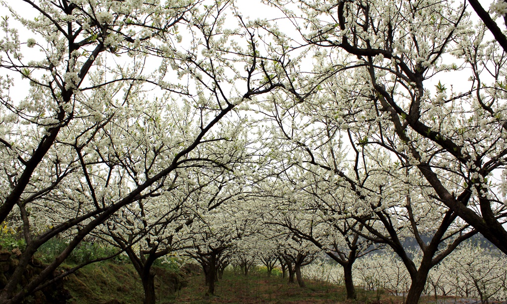 北外凤凰山田家塝桃花李花油菜花盛开,值得一游 今日达州 凤凰山