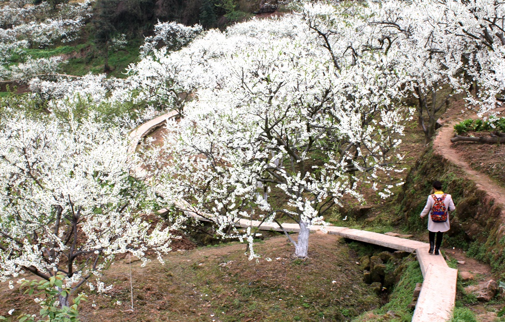 北外凤凰山田家塝桃花李花油菜花盛开,值得一游 今日达州 凤凰山