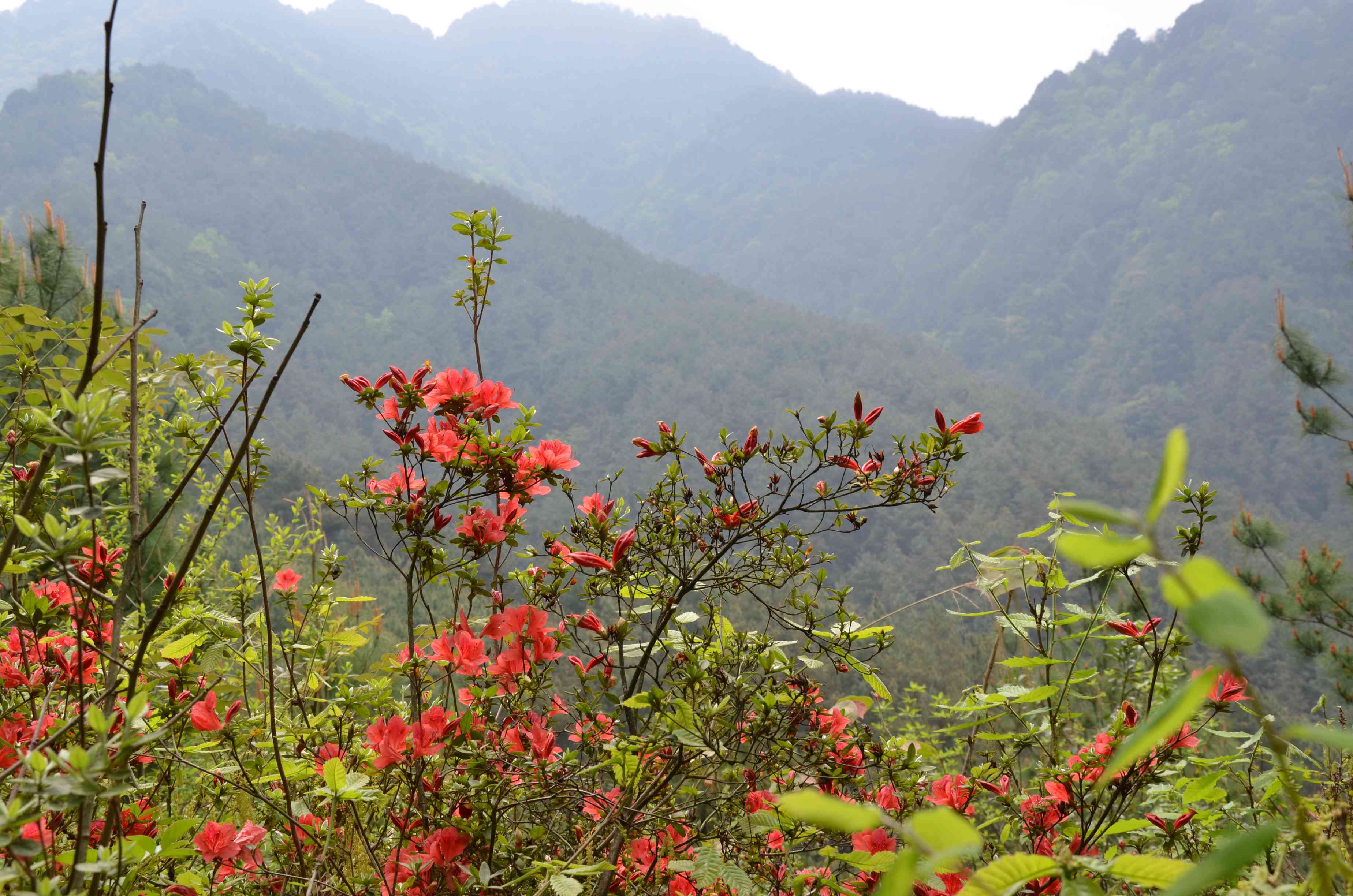 与都市里不一样的杜鹃花(映山红)