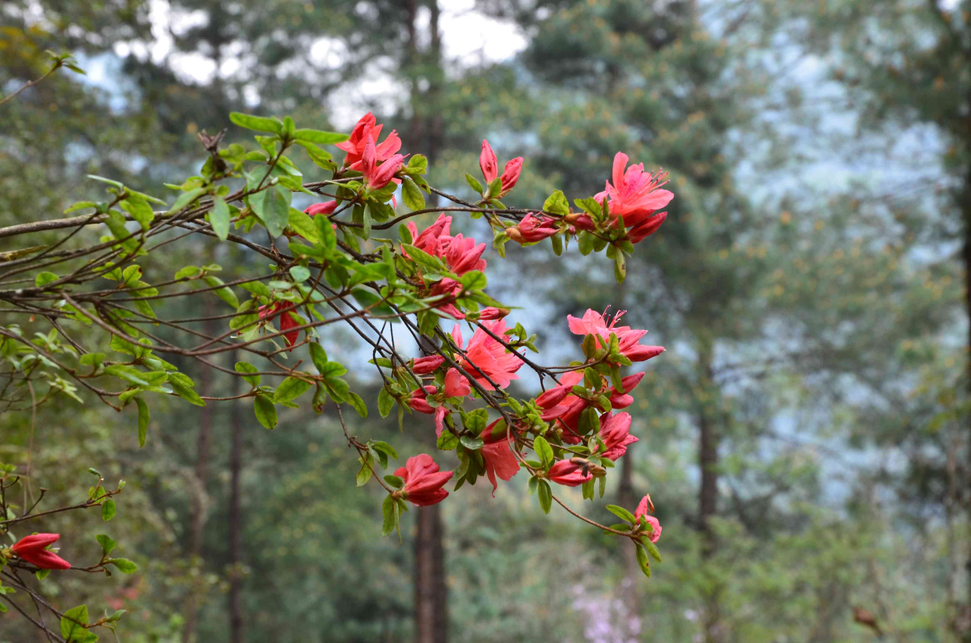 与都市里不一样的杜鹃花(映山红)