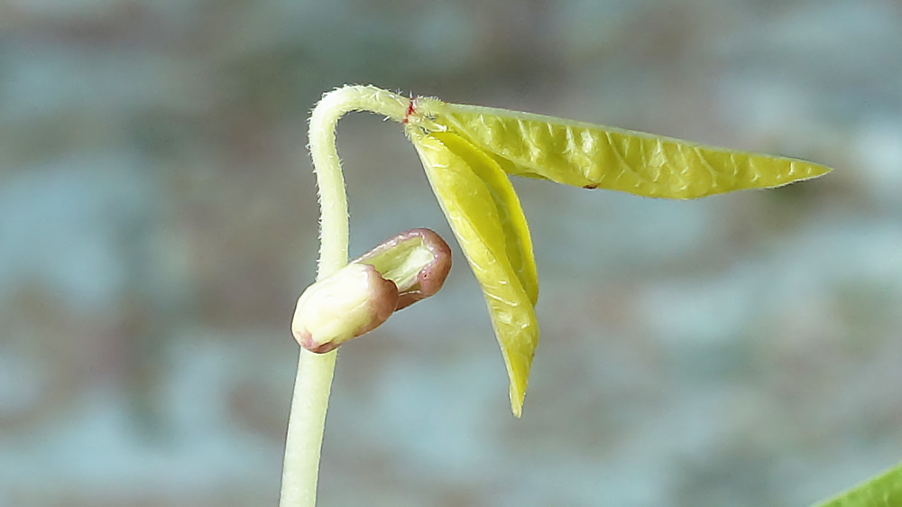 豆芽