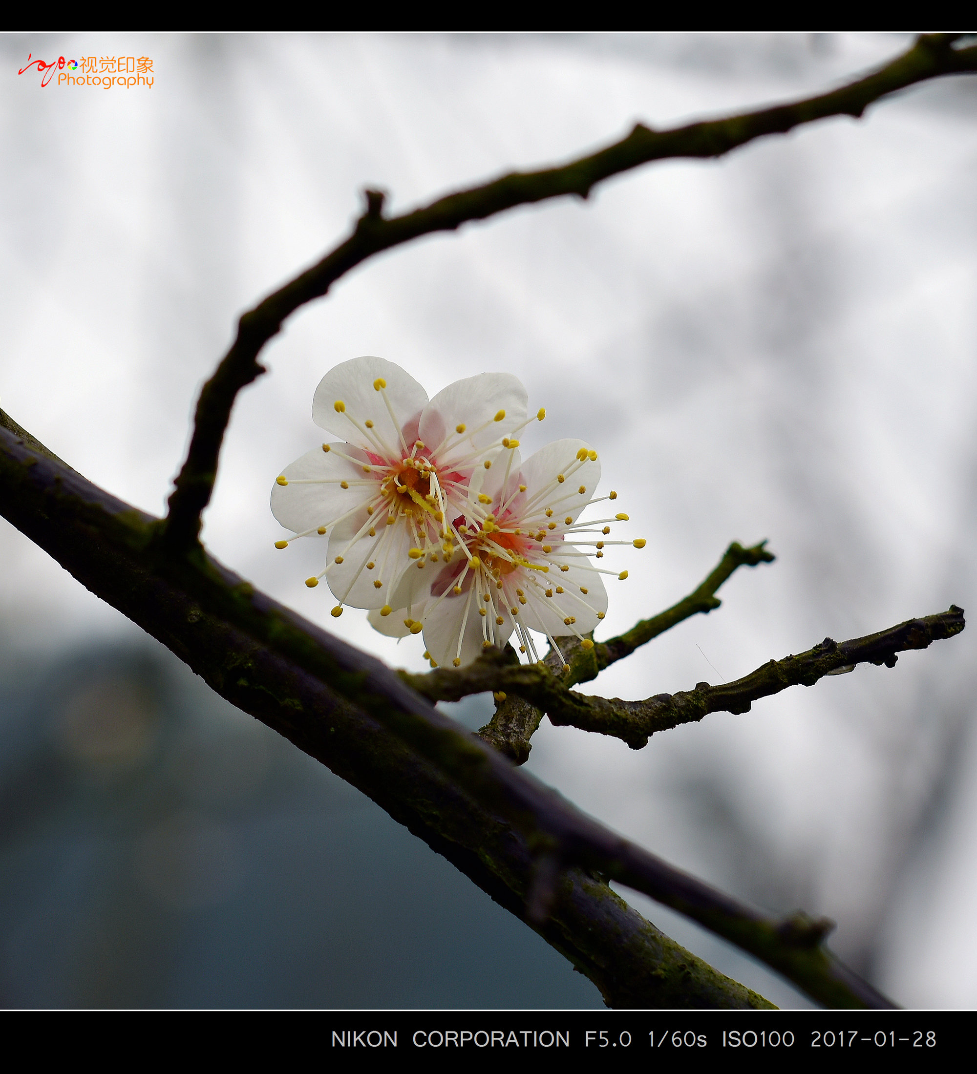 梅花十大稀有品种乌梅图片