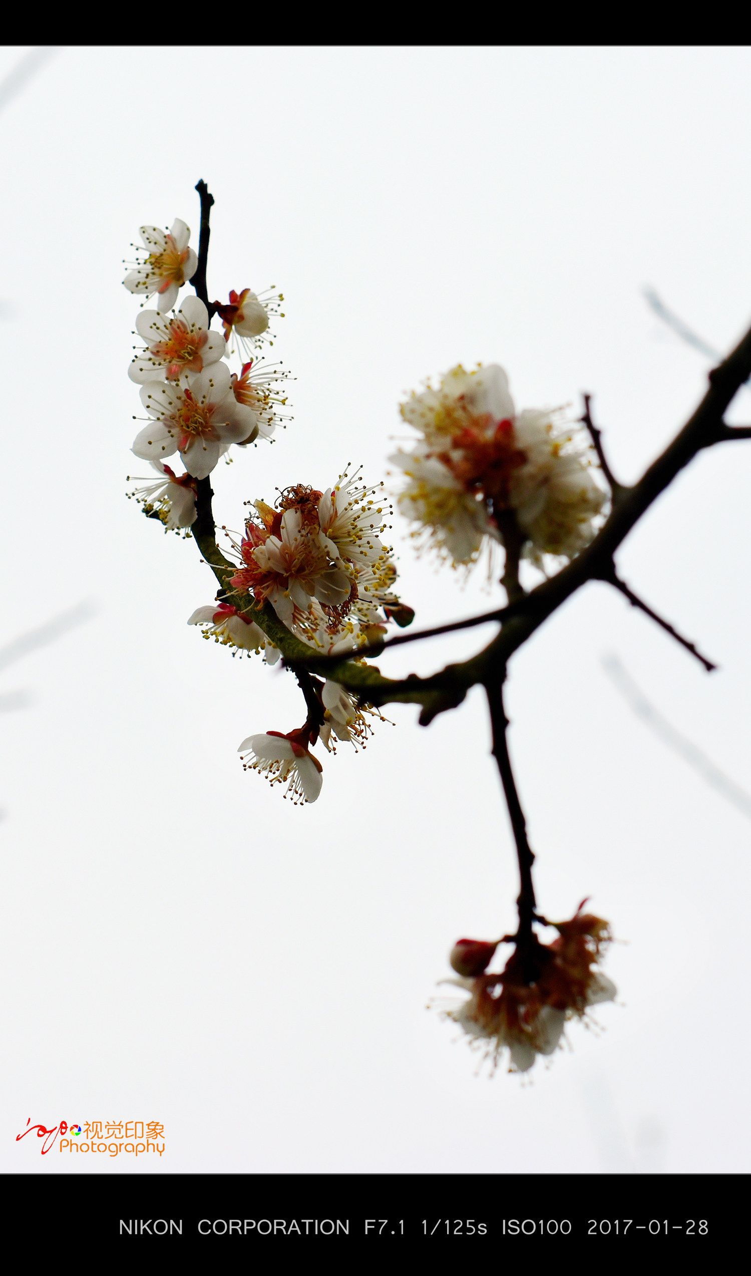 百节乌梅花开