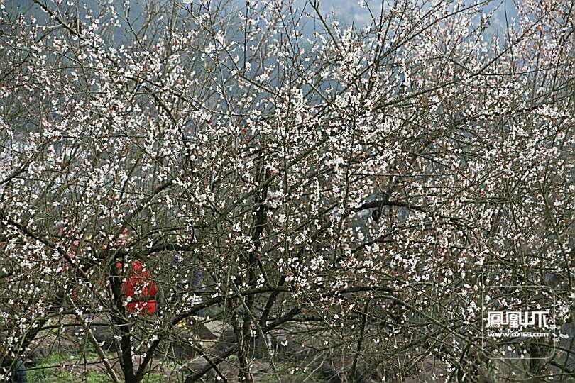 2017年元九登高百節鎮烏梅山,烏梅盛開,漫山遍野