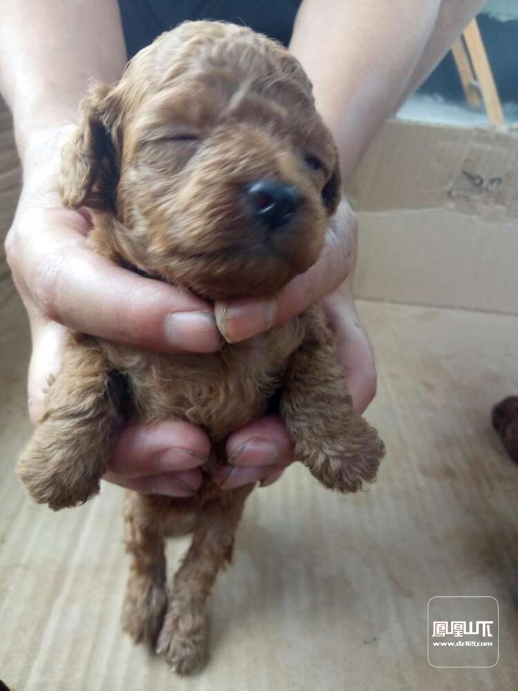 泰迪幼犬自家泰迪狗狗生的幼崽3個咖啡色眼睛鼻子都是