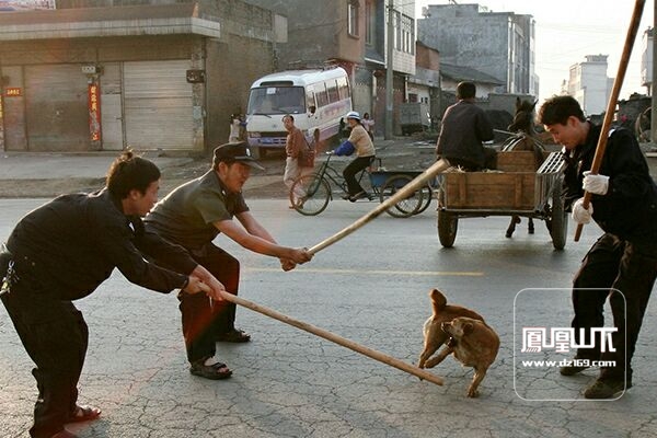 中国狂犬病死亡世界第二每一只狗都是潜在杀手