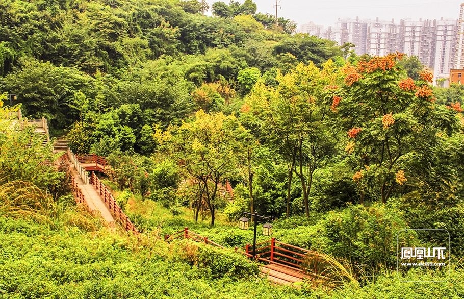 不出遠門,大寨子公園看紅葉 - 達州攝影 - 鳳凰山下 - powered by