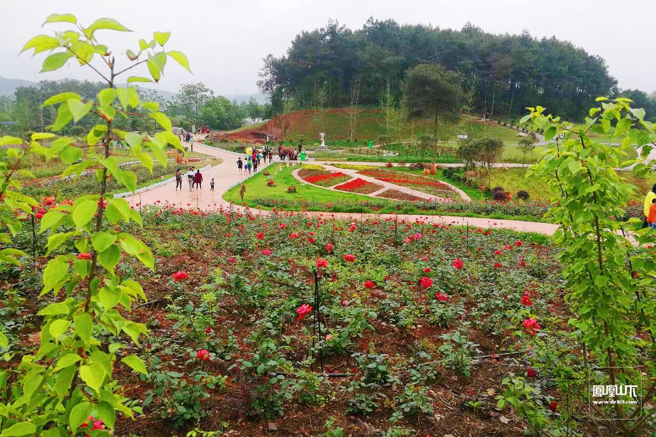 达州河市成都山玫瑰谷图片