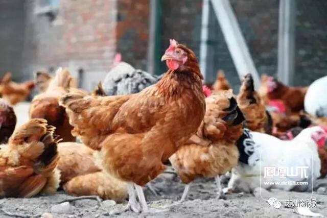 怪事!达州一村民给鸡吃了防鸡瘟的药后,鸡竟然