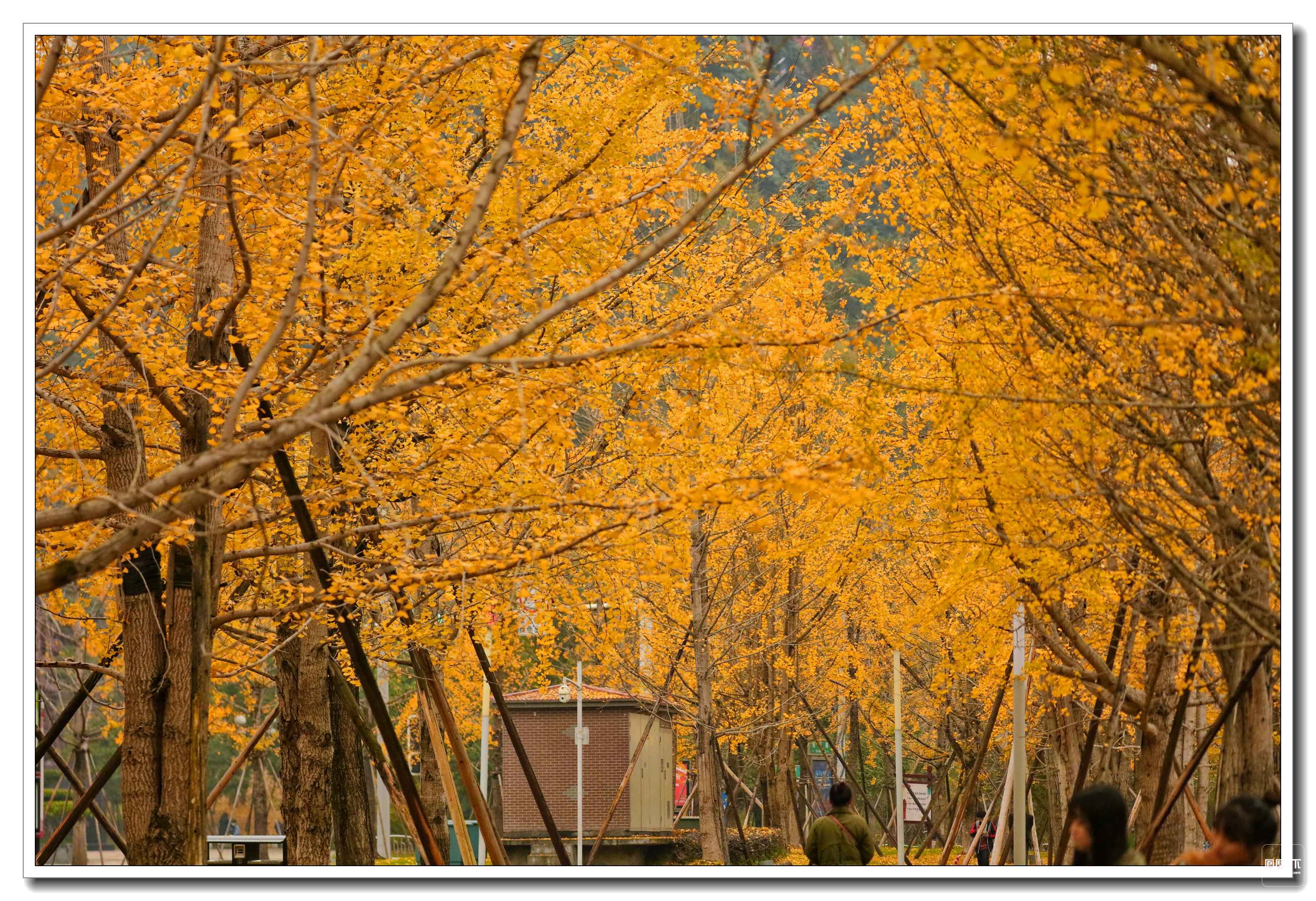 一袭风雨凉 遍地是金黄—塔沱湿地公园银杏美景