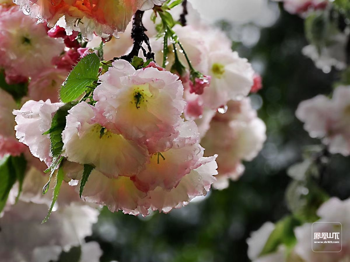 夜來風雨聲,花落知多少.