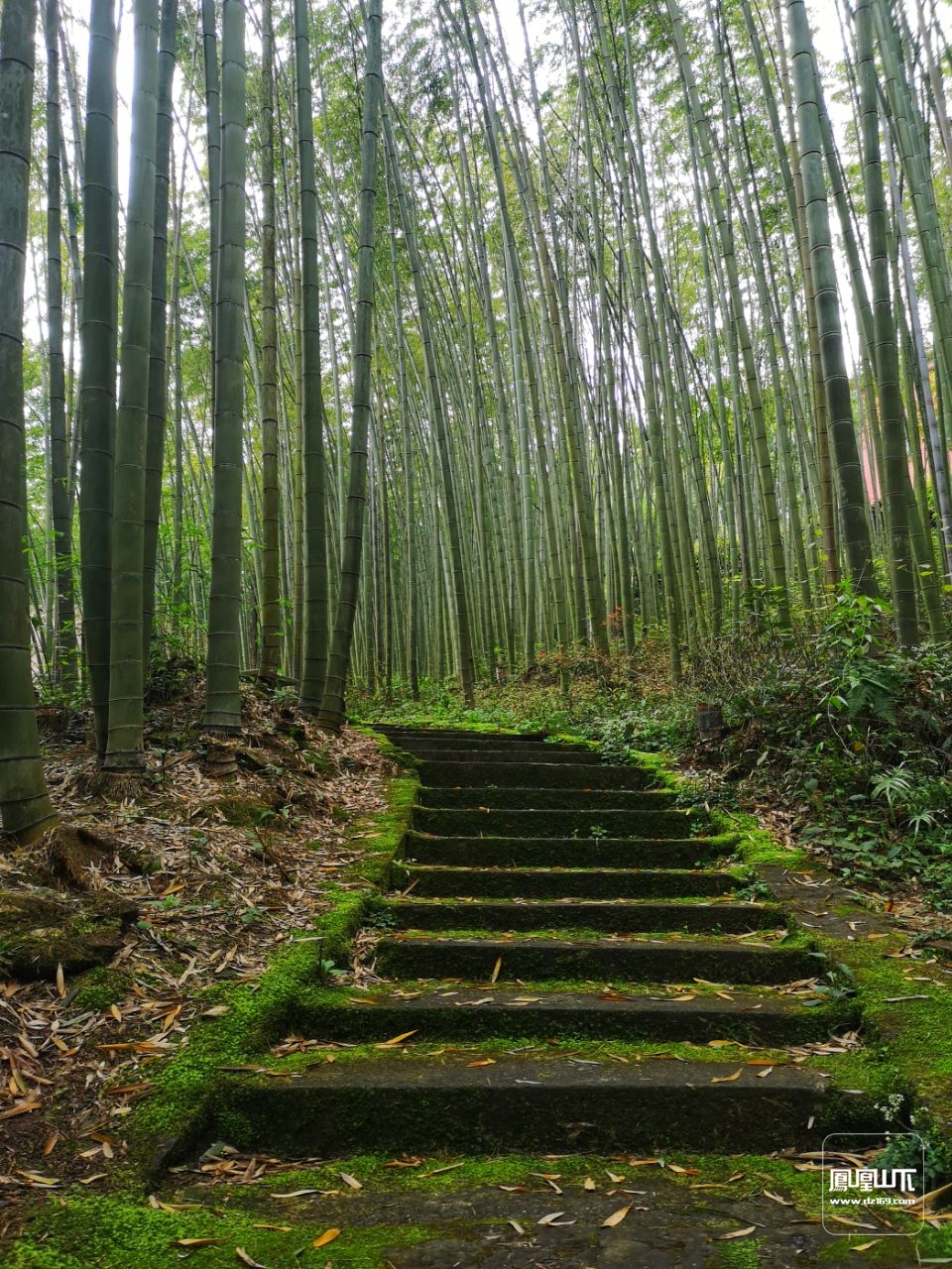 大竹竹海 