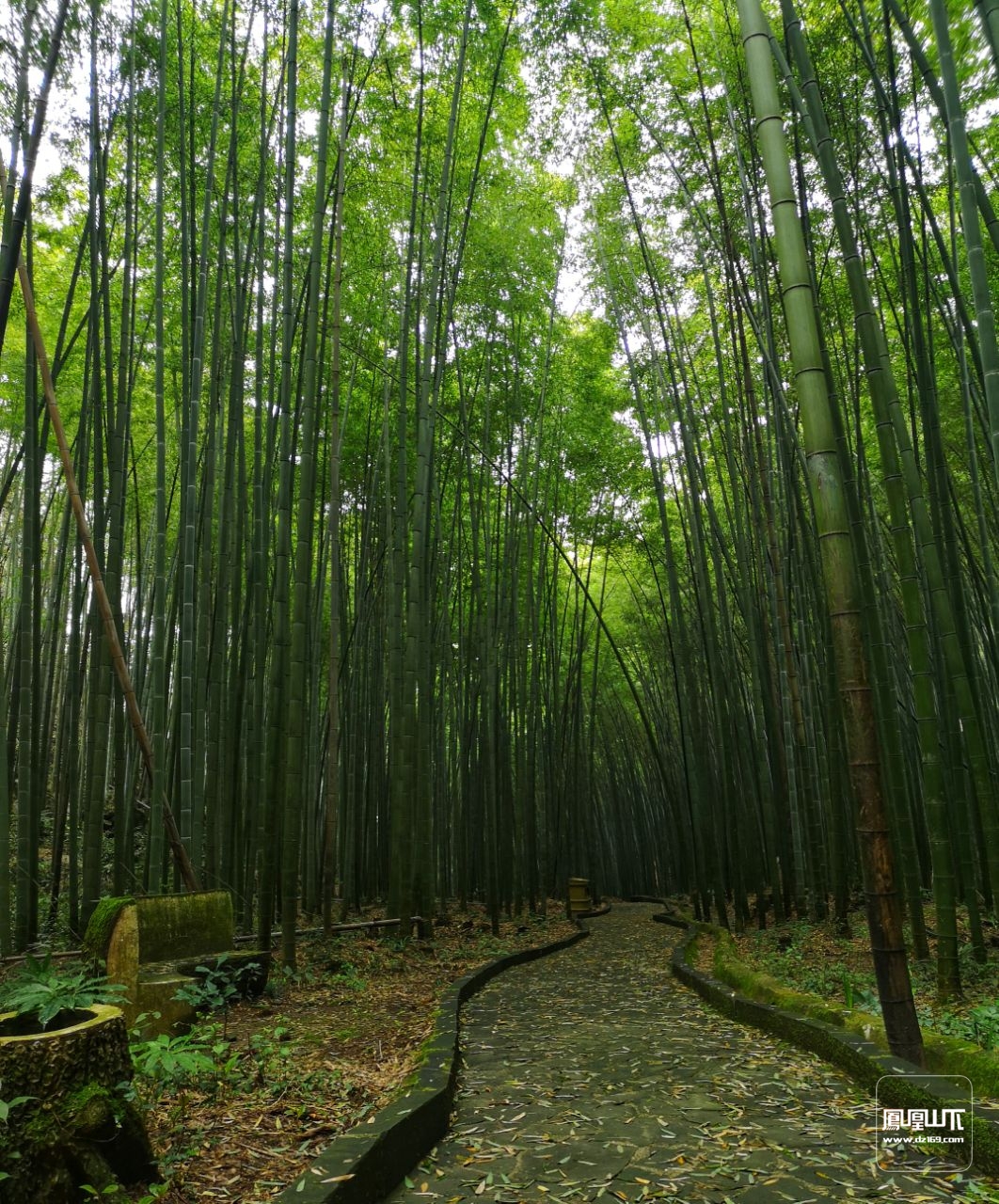 大竹旅游景点有哪些图片
