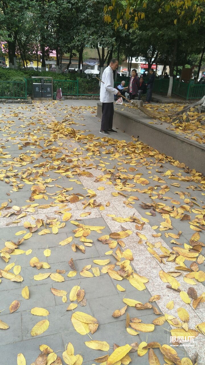 黄角树落叶图片