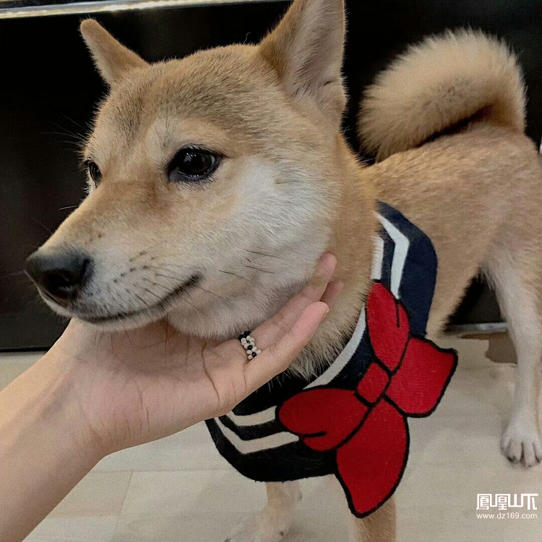 好可愛的柴犬