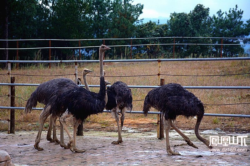 金石雲頂野生動物園紀遊 - 今日達州 - 鳳凰山下 - powered by discuz