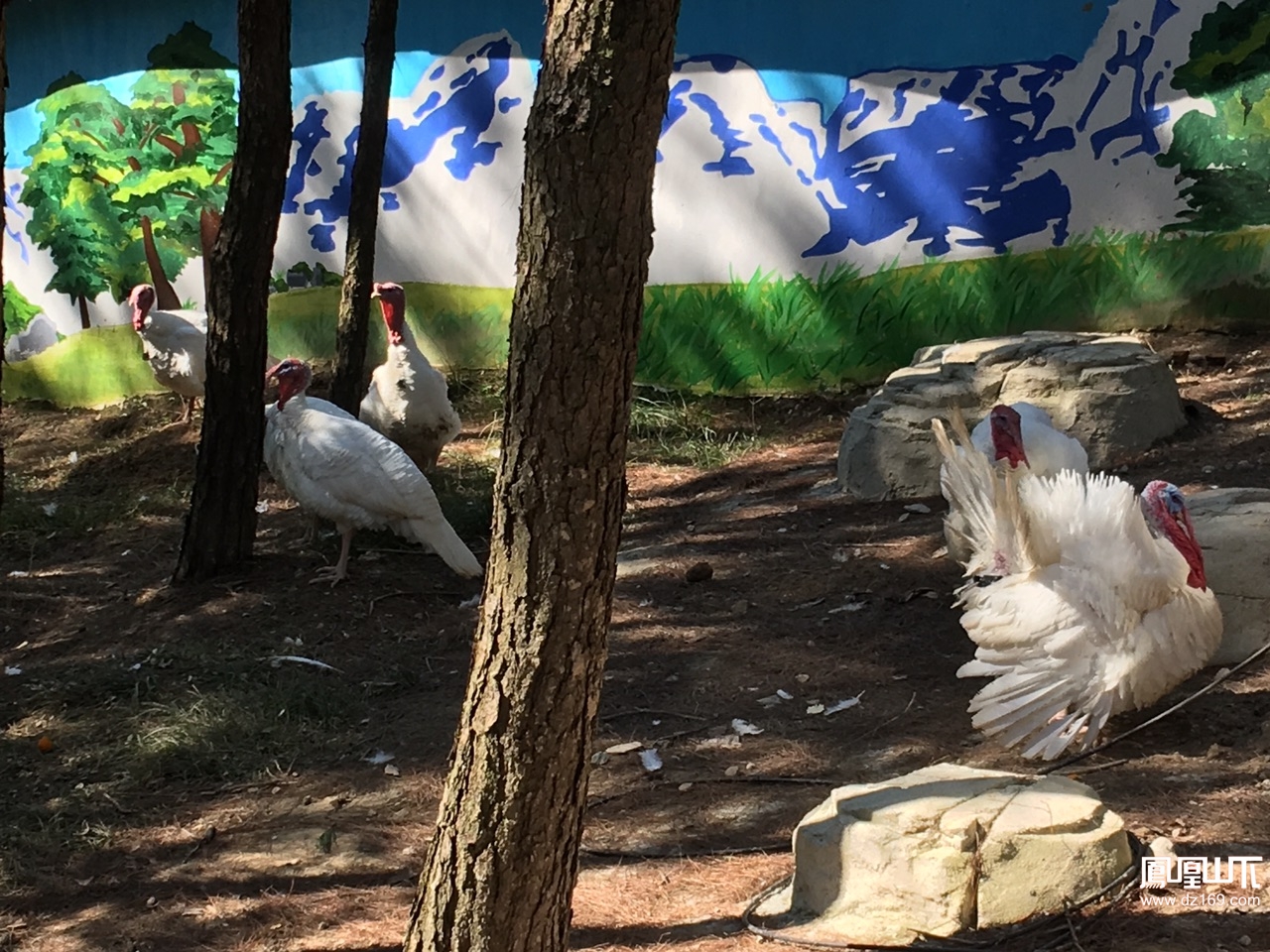 參觀金石雲頂野生動物園 - 今日達州 - 鳳凰山下 - powered by discuz