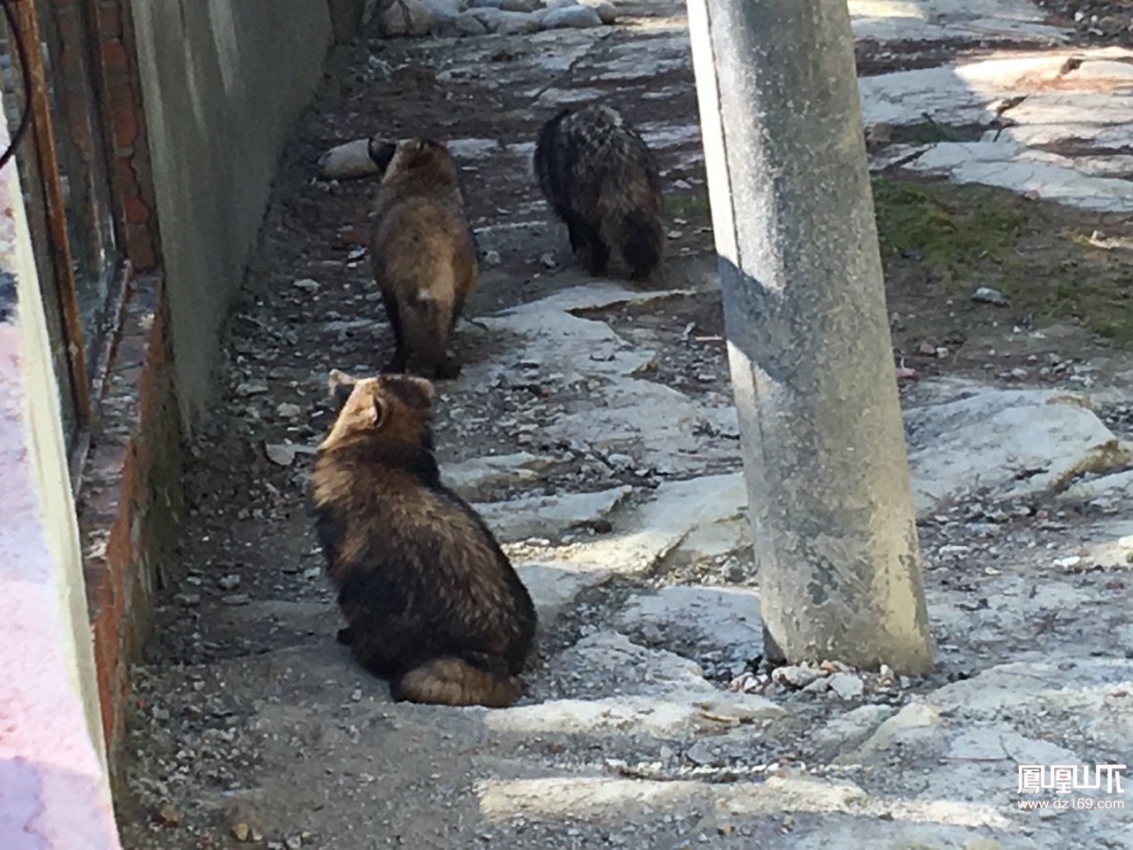 參觀金石雲頂野生動物園 - 今日達州 - 鳳凰山下 - powered by discuz