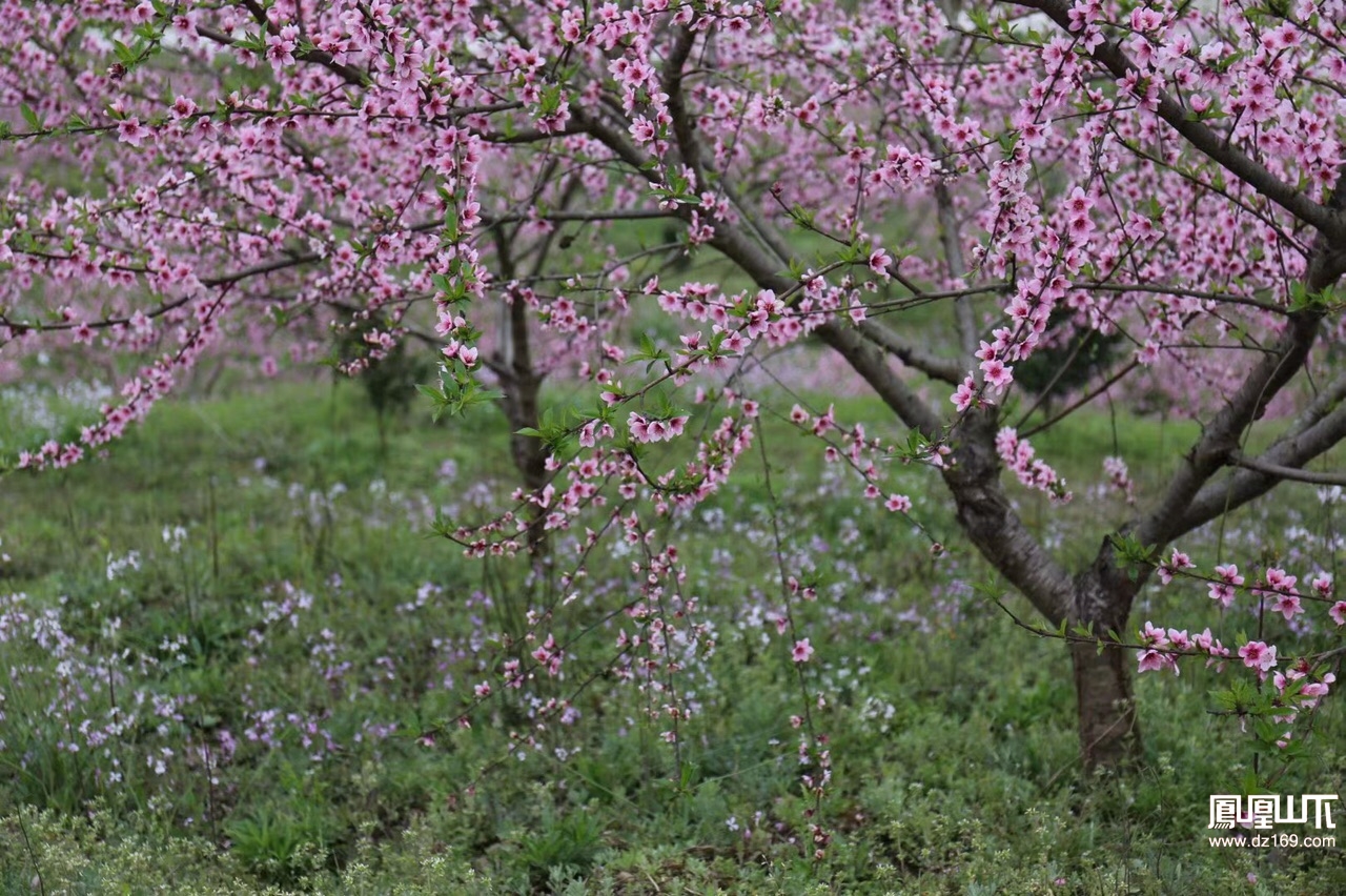 渠县文崇谭坝村桃花源记