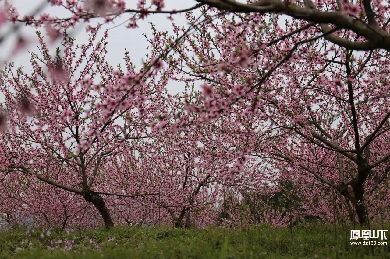 渠县文崇谭坝村桃花源记